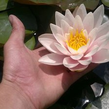 Схема вышивки «лилия»