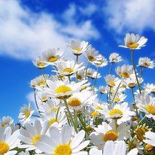 Схема вышивки «ромашки»