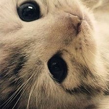 Схема вышивки «котенок»