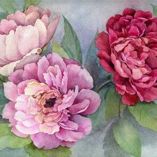 Схема вышивки «пионы 2»