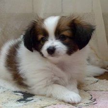 Схема вышивки «Яська»