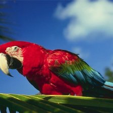 Схема вышивки «попугай»