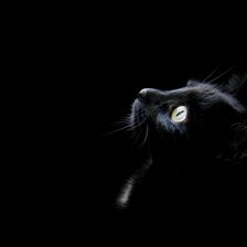 Схема вышивки «кот»