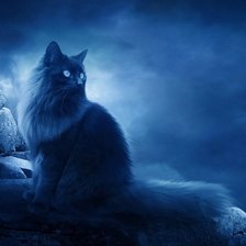 Схема вышивки «кот»