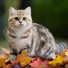 Схема вышивки «котэ»