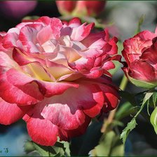 Схема вышивки «№402885»