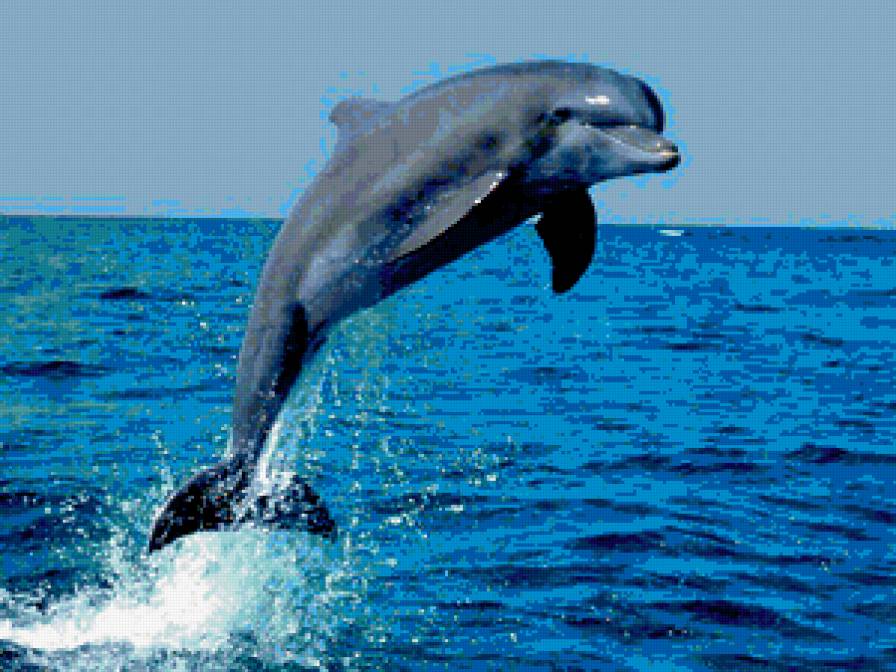 №402886 - дельфин, море - предпросмотр