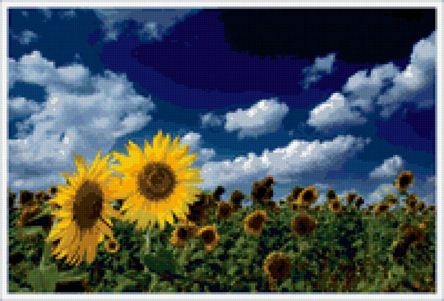 подсолнухи - пейзаж - предпросмотр