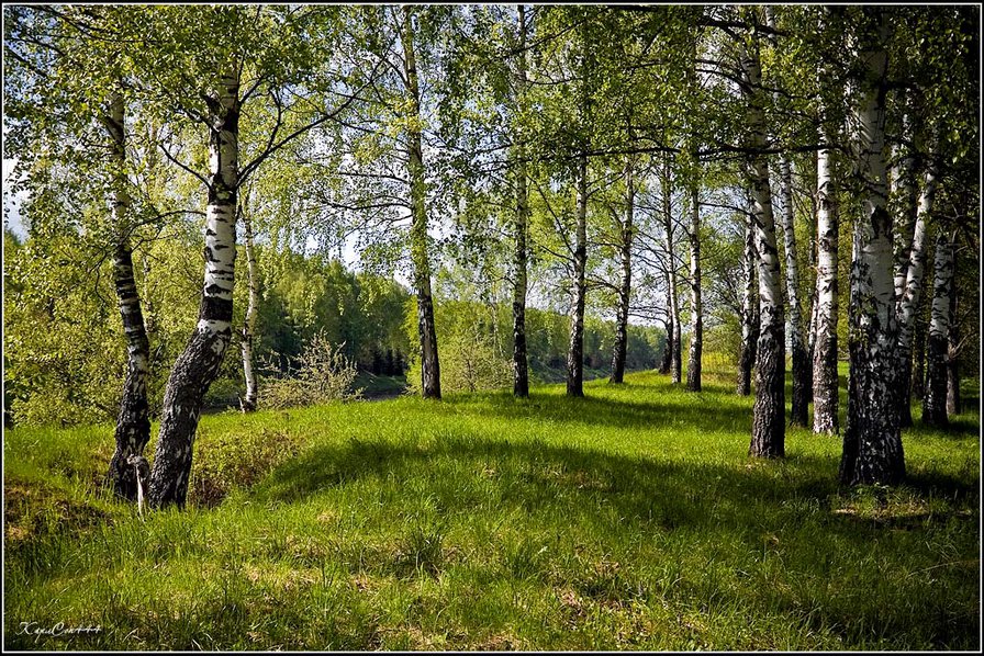 роща - пейзаж, березы - оригинал