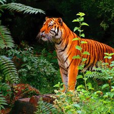 Схема вышивки «тигр»