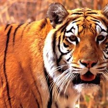 Схема вышивки «уссуриец»