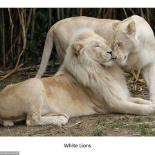 Схема вышивки «Любовь»