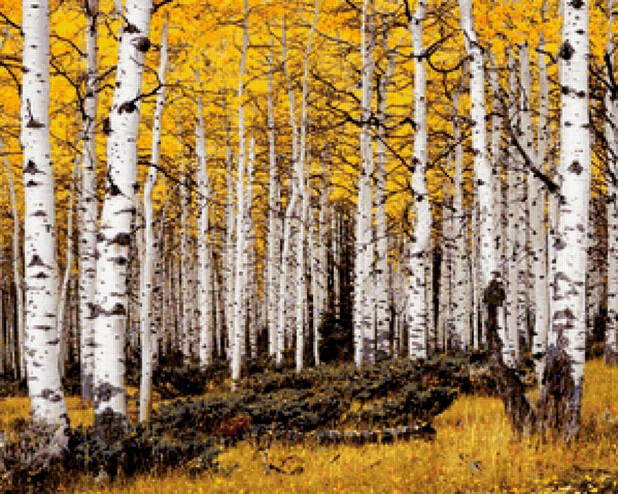 №403179 - деревья, природа, березы, осень, живопись, пейзаж - предпросмотр