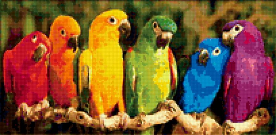 попугаи - предпросмотр