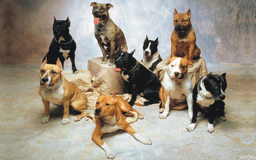 собачки - оригинал