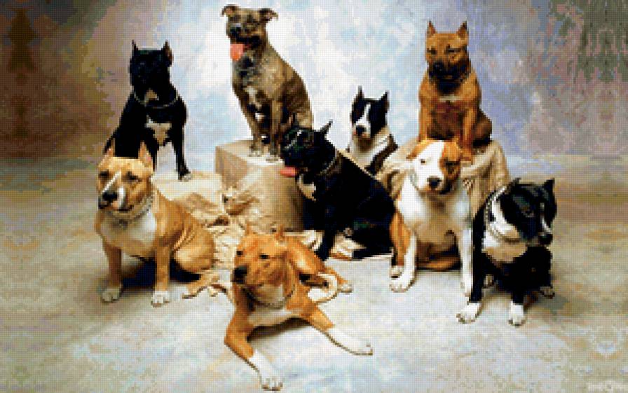 собачки - предпросмотр