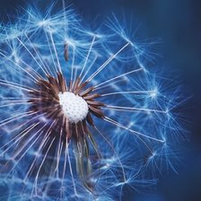 Схема вышивки «одуванчик»