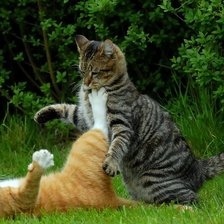 кошки играют