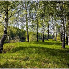 Схема вышивки «роща»