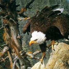 Схема вышивки «Орел»