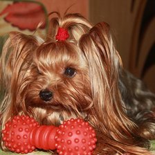 Схема вышивки «Йоркширский терьер»