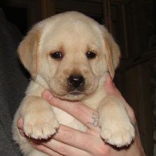 Схема вышивки «Лабрадор щенок»