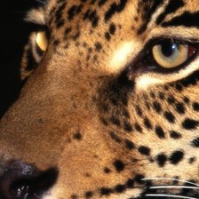 Схема вышивки «Дикая кошка»