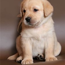 Схема вышивки «Лабрадор щенок»