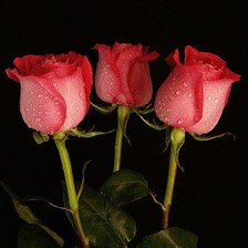 Схема вышивки «розы»