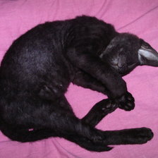 Схема вышивки «маркус»