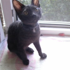 Схема вышивки «Маркус»