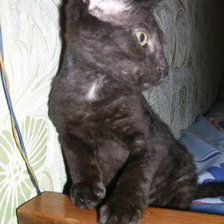 Схема вышивки «Маркус»