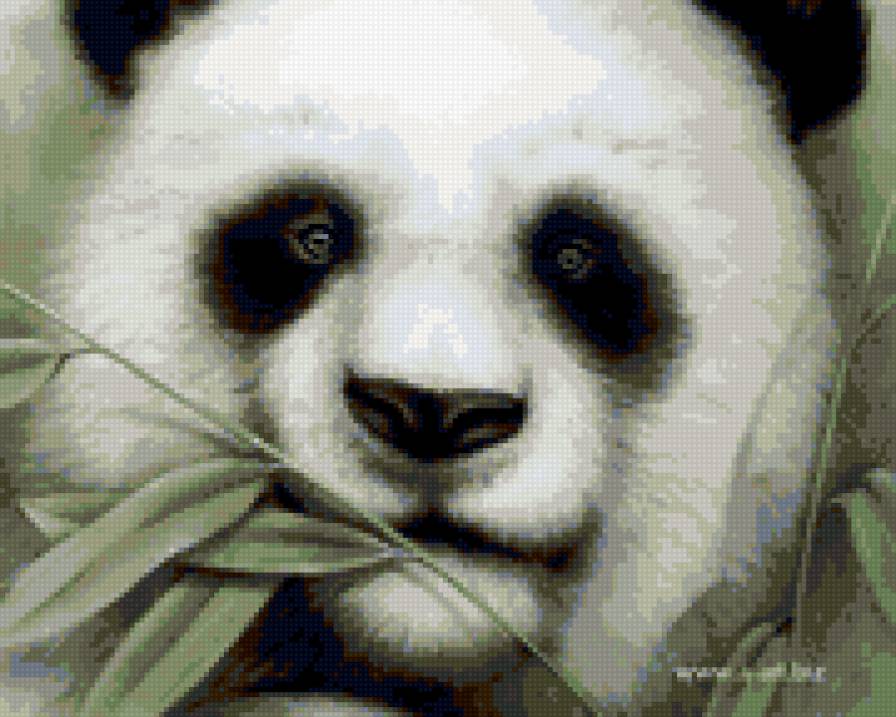 панда - китай, панды, природа - предпросмотр