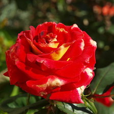 Схема вышивки «роза»