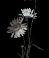 Схема вышивки «ромашки»