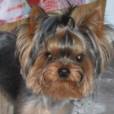 Схема вышивки «Моя псинка»