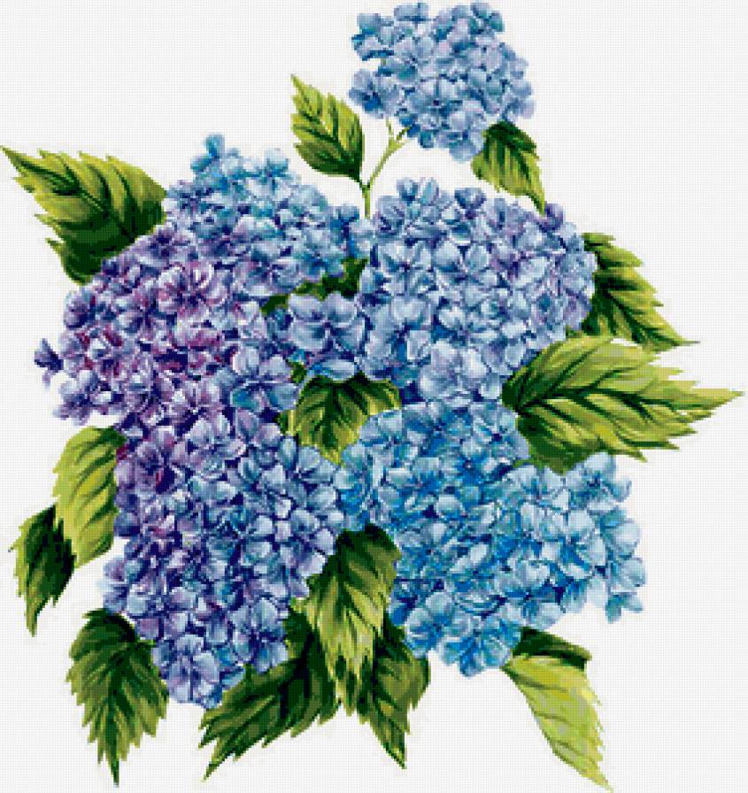 гортензия - цветы - предпросмотр