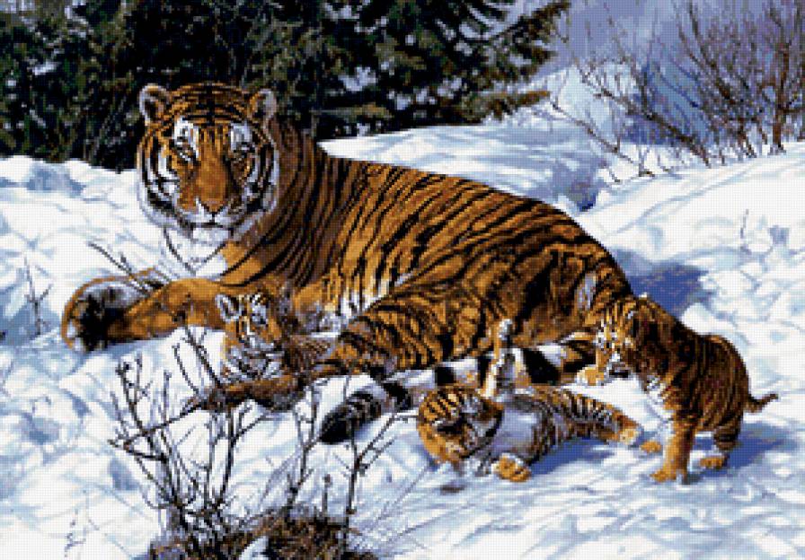 Тигры - тигры, животные - предпросмотр
