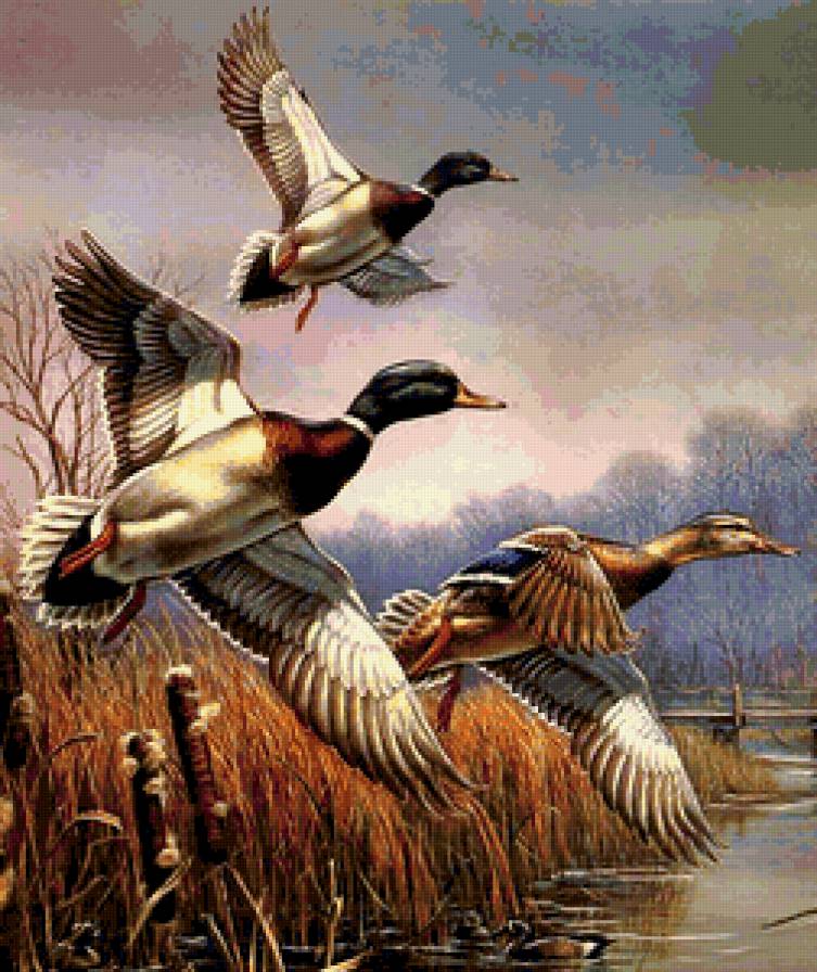 Утки над озером - утки, озеро, птицы - предпросмотр