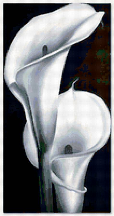 нежные каллы - цветы, каллы - предпросмотр