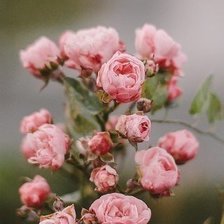 Схема вышивки «Розочки»