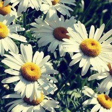 Схема вышивки «Одуванчики»