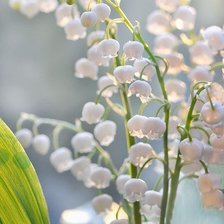 Схема вышивки «Ландыши»