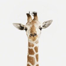 Схема вышивки «Жираф»