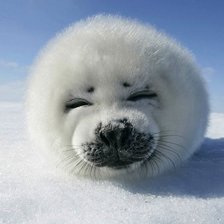 Схема вышивки «Милый детеныш тюленя»