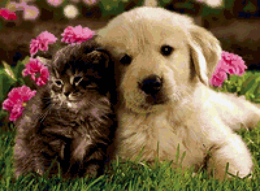 друзья - собака, животные, кошка - предпросмотр