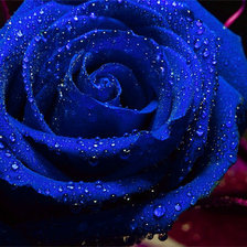 синяя роза