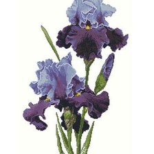 Схема вышивки «ирисы»