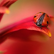 Схема вышивки «Божья коровка»