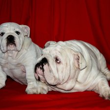 Схема вышивки «английские бульдоги,Бэлла и Борис2»